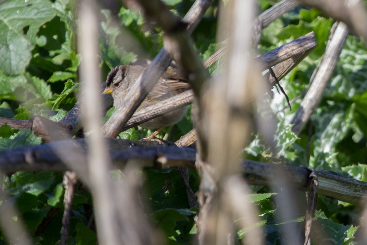 White-crowned Sparrow - ML89701141