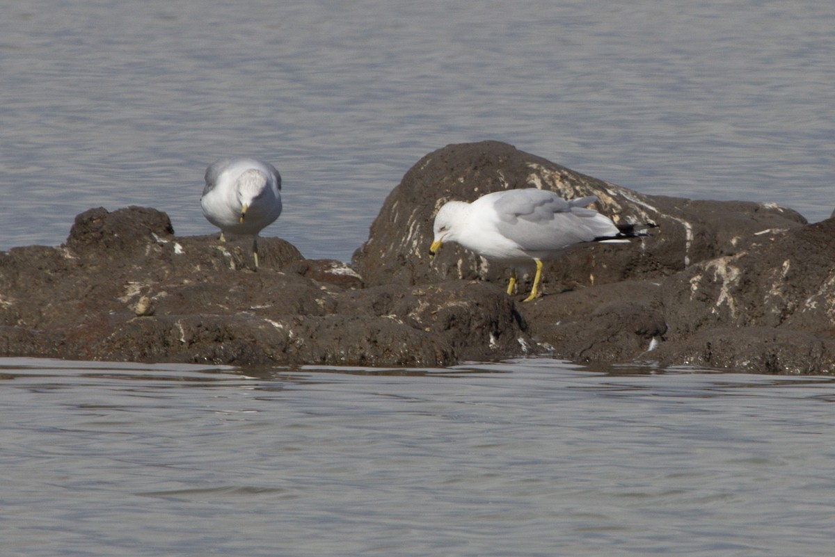Ring-billed Gull - Lindy Fung