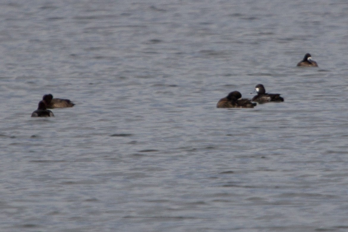 Greater Scaup - Lindy Fung