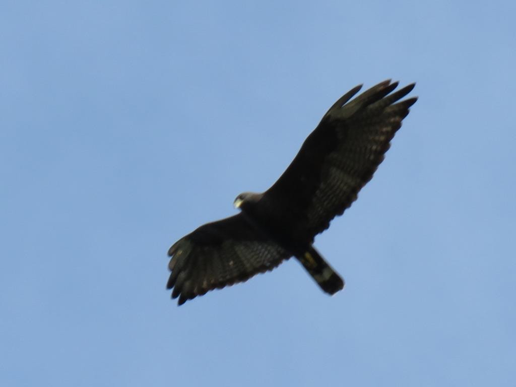 Zone-tailed Hawk - ML89703941