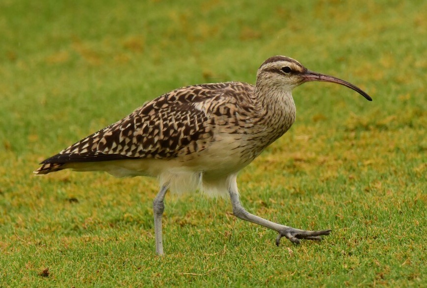 Bristle-thighed Curlew - Brian Avent