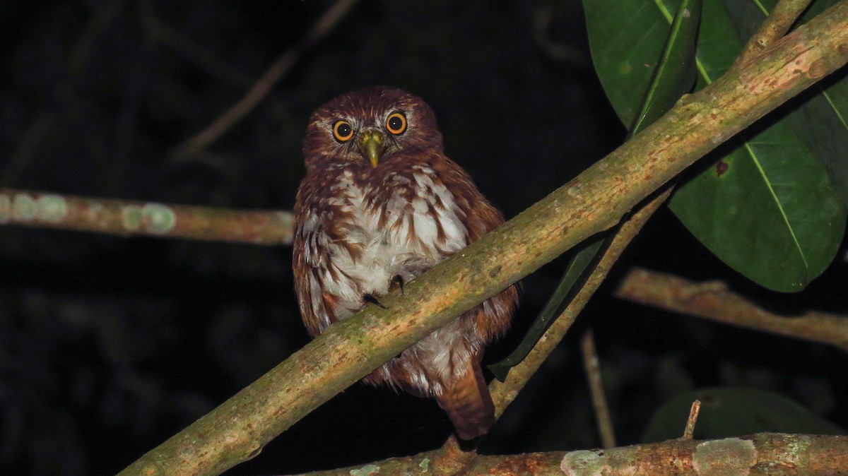 Ferruginous Pygmy-Owl - ML89705321