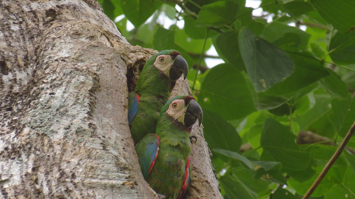 Chestnut-fronted Macaw - Jorge Muñoz García   CAQUETA BIRDING