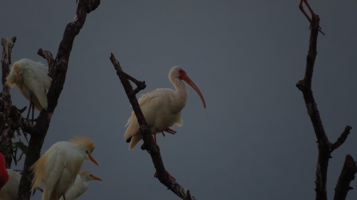 White Ibis - Jorge Muñoz García   CAQUETA BIRDING