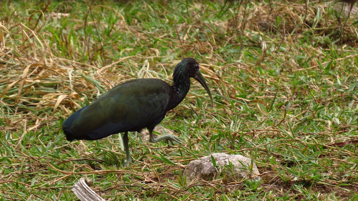 Green Ibis - Jorge Muñoz García   CAQUETA BIRDING