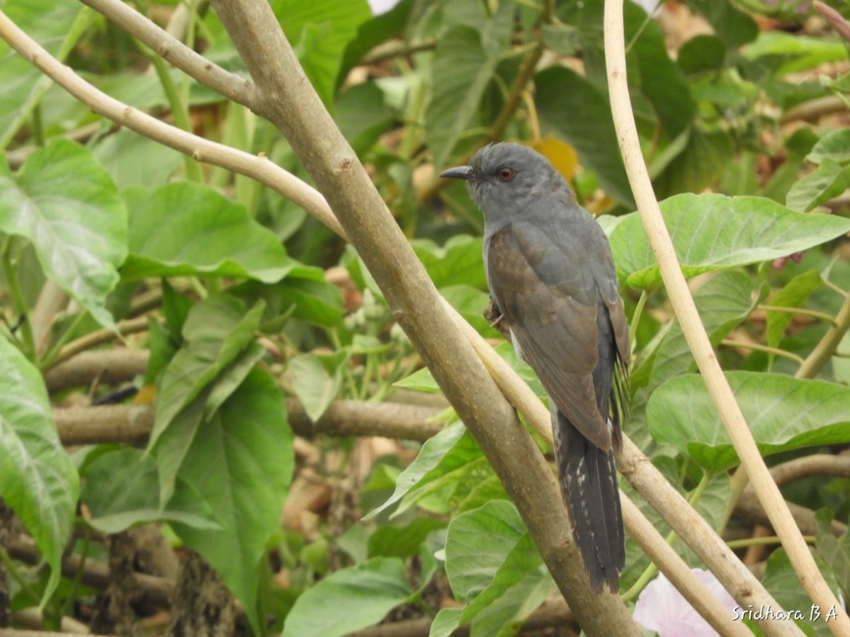 Gray-bellied Cuckoo - Sridhara B A
