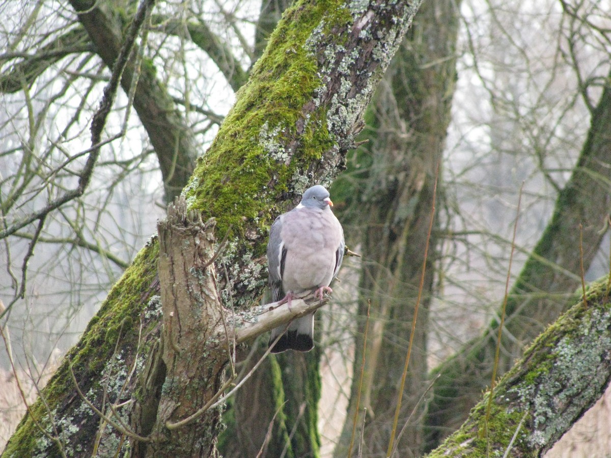 Common Wood-Pigeon - ML89708931