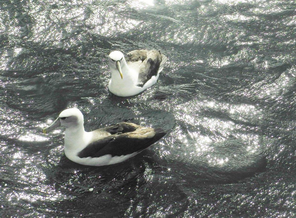 White-capped Albatross - Caroline Emmet Heald