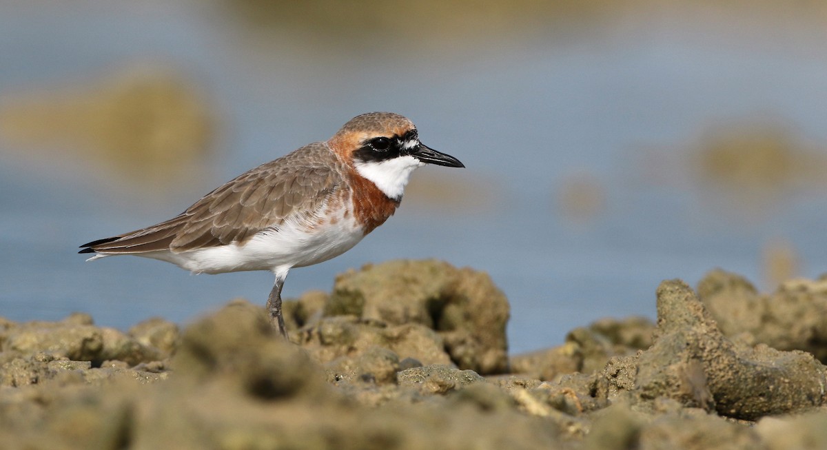 Greater Sand-Plover - Anonymous