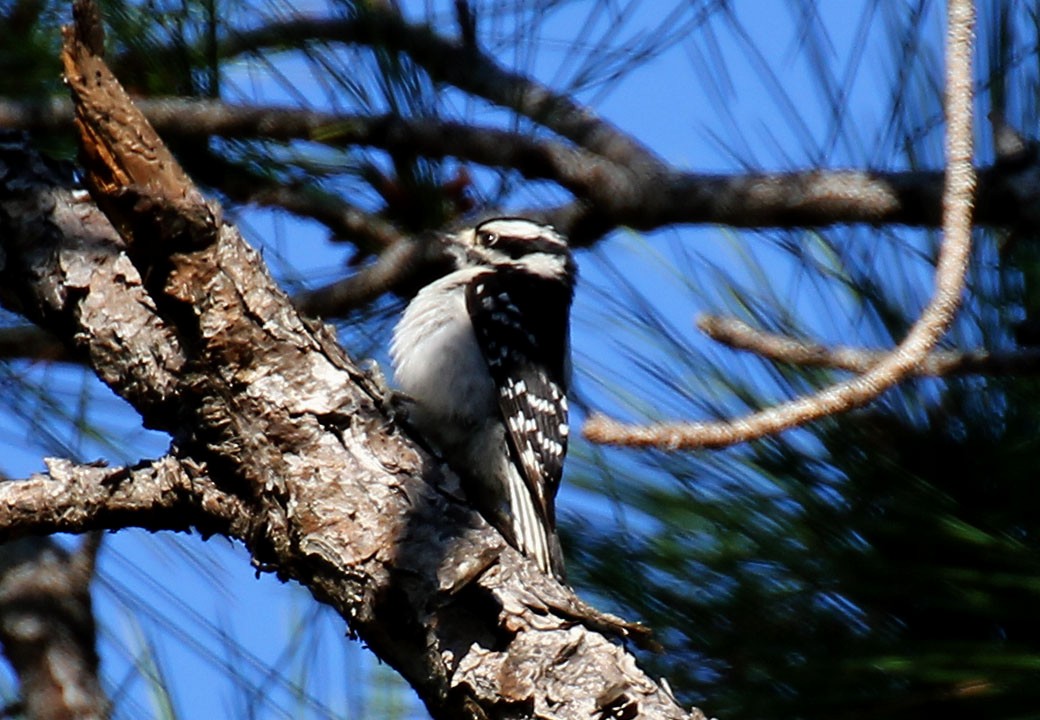 Downy Woodpecker - ML89711261