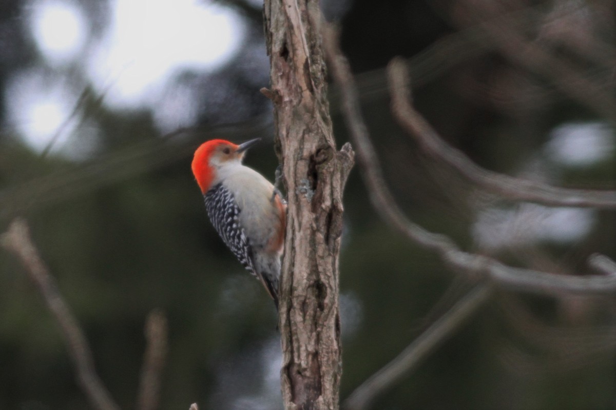 Red-bellied Woodpecker - Jonathan DeBalko