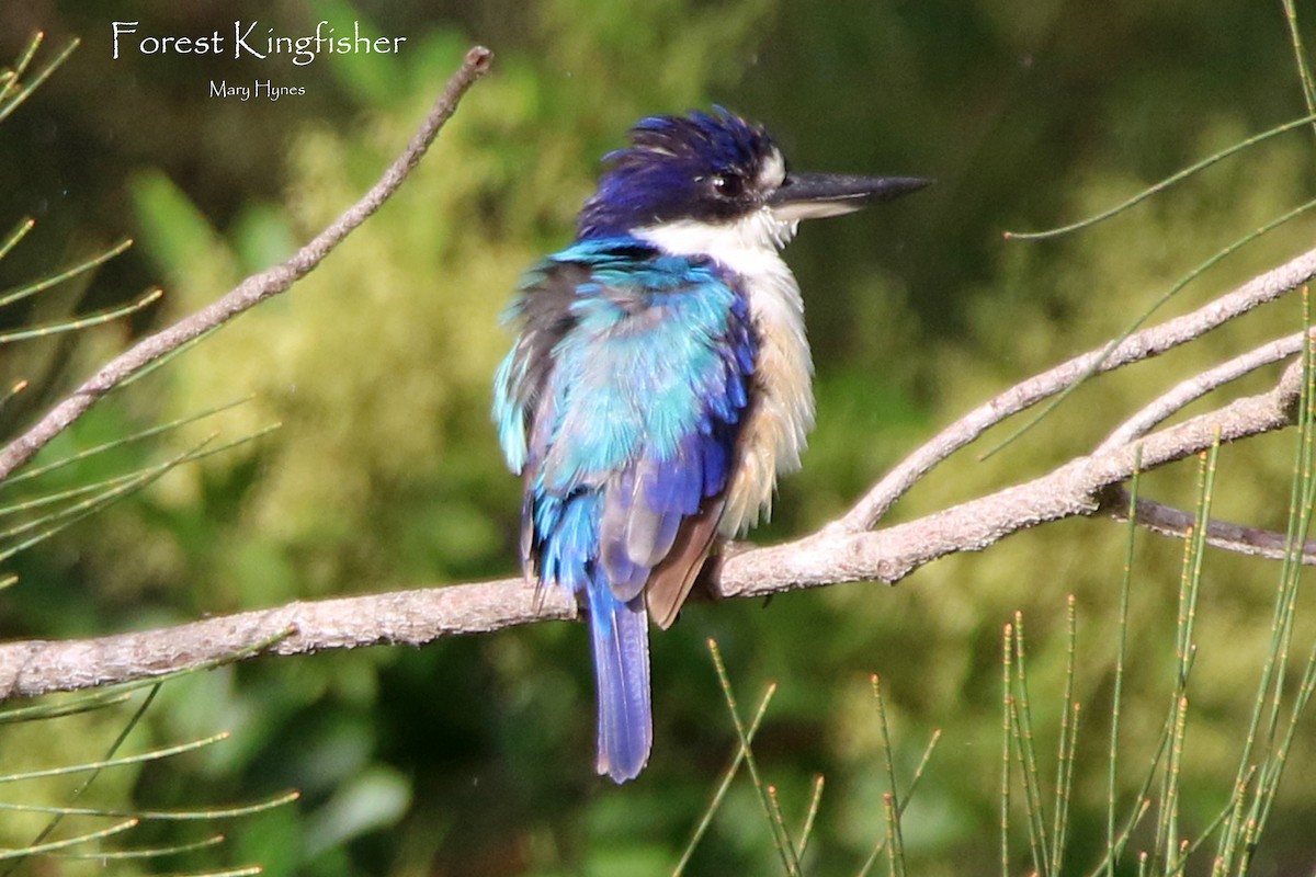 Forest Kingfisher - Sue's Group