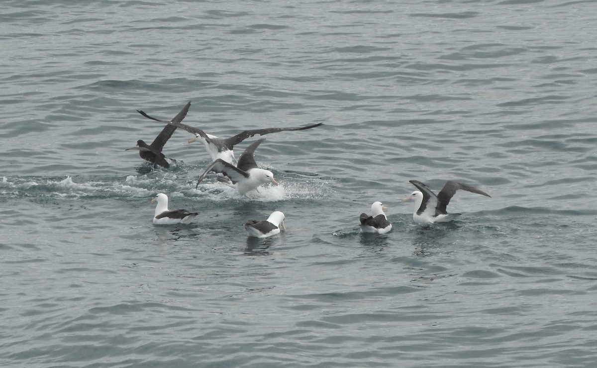 Black-browed Albatross - Noam Markus
