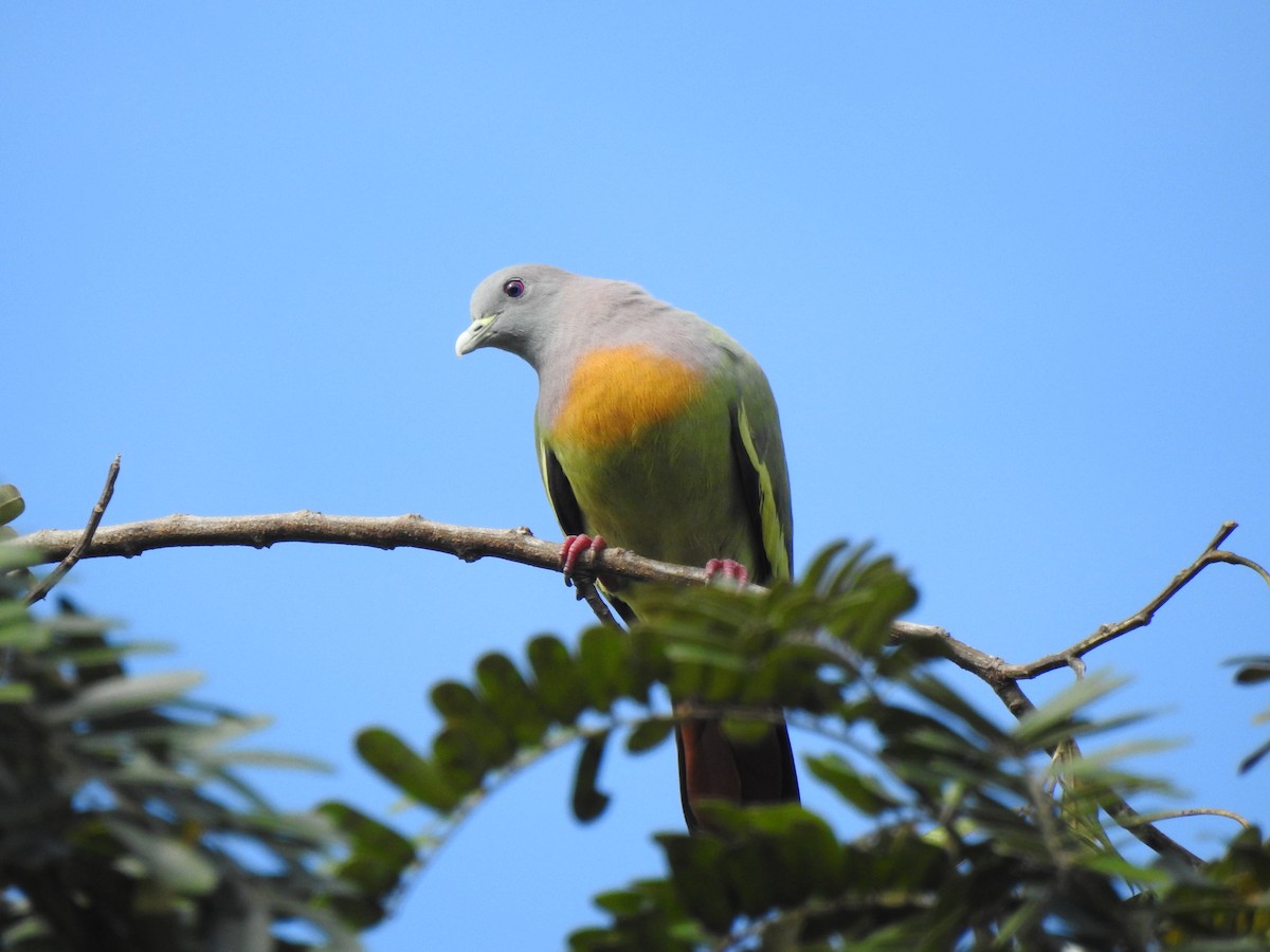 Pink-necked Green-Pigeon - Troy Case