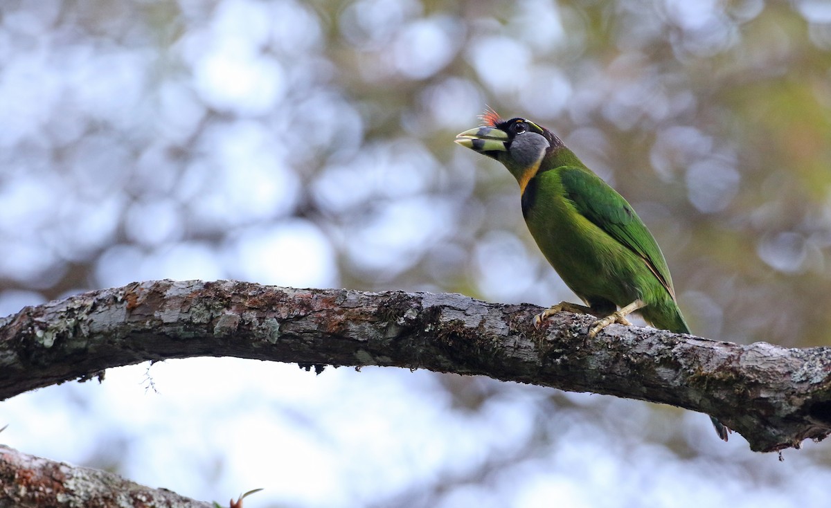 Fire-tufted Barbet - ML89715071