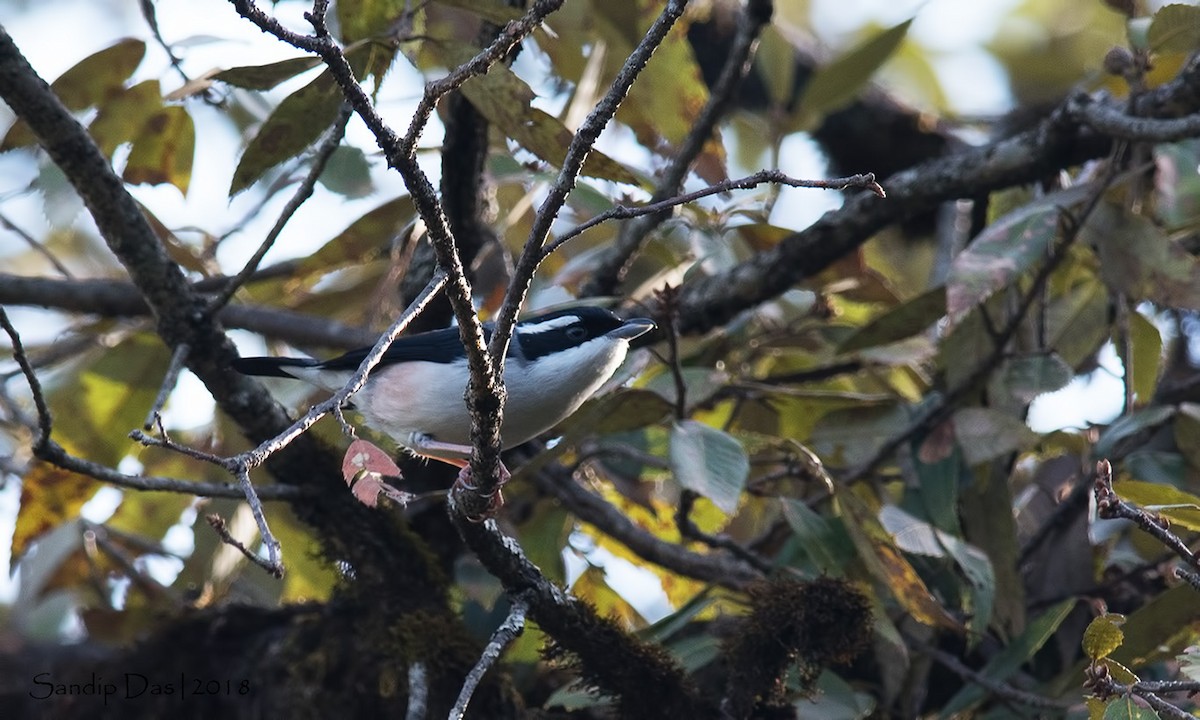 White-browed Shrike-Babbler (Himalayan) - ML89717511