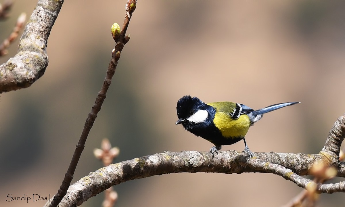 Green-backed Tit - ML89718461