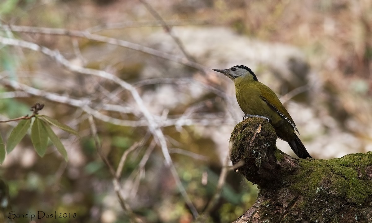 Gray-headed Woodpecker - ML89718521
