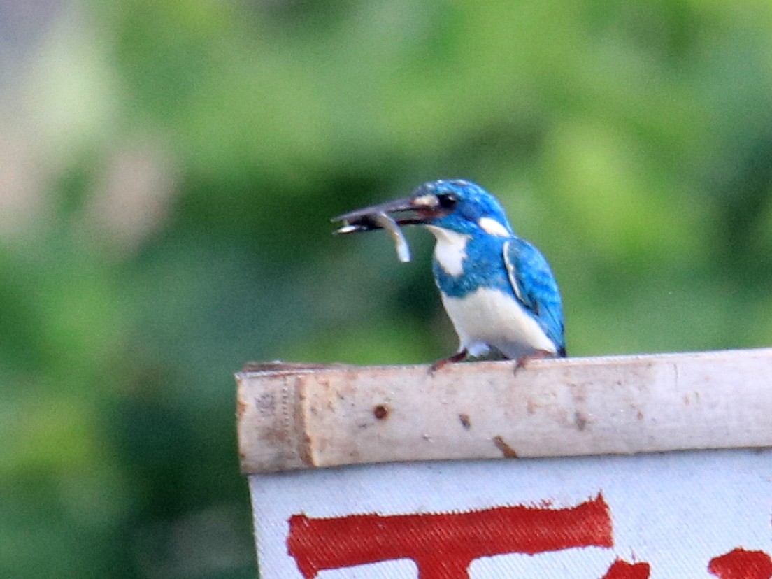Small Blue Kingfisher - ML89718671