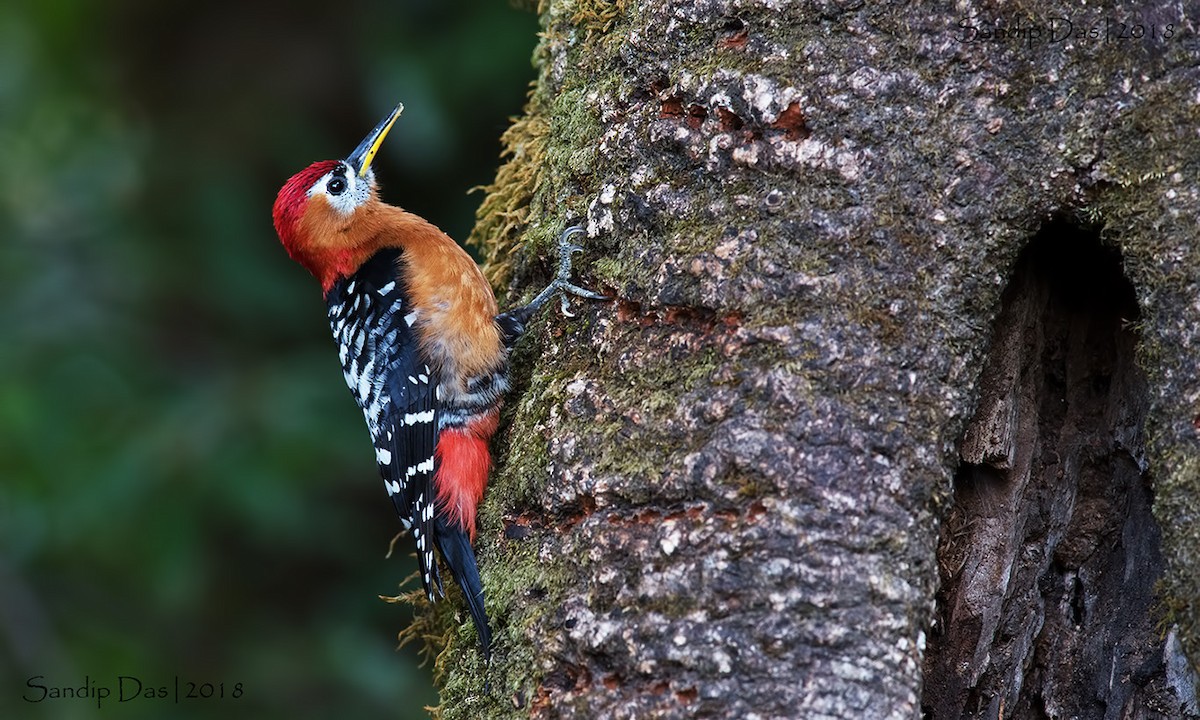 Rufous-bellied Woodpecker - ML89718711