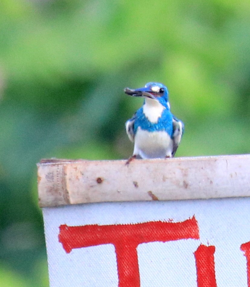 Small Blue Kingfisher - Siti Sutedjo