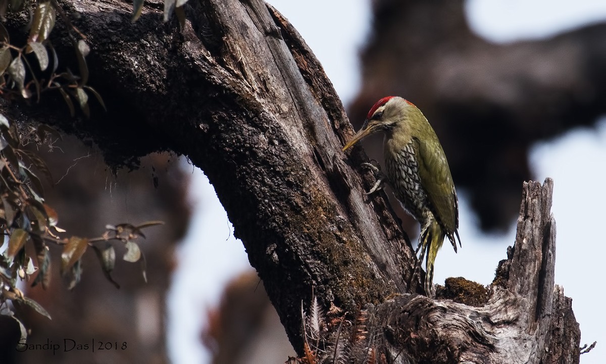 Scaly-bellied Woodpecker - ML89718771