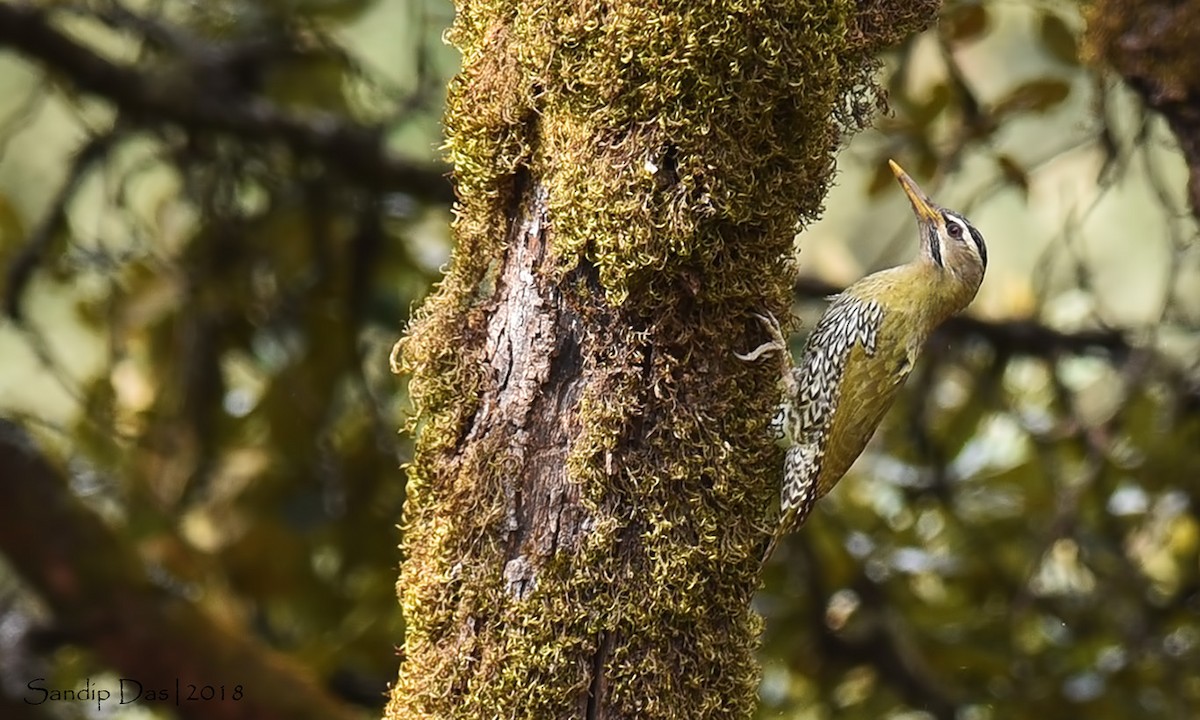 Scaly-bellied Woodpecker - ML89718781