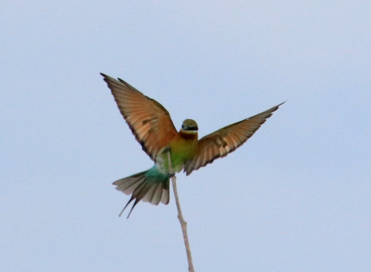 Blue-tailed Bee-eater - ML89719291