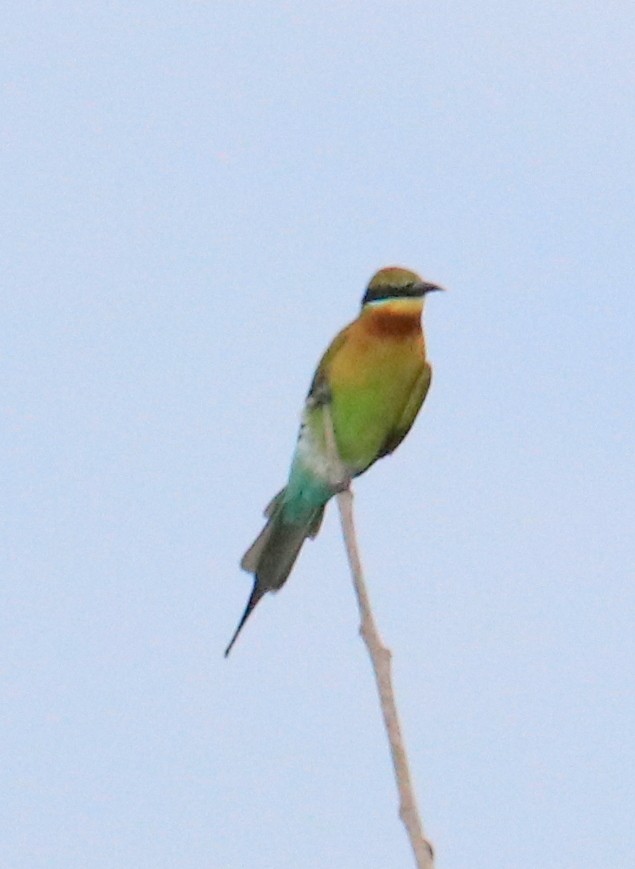 Blue-tailed Bee-eater - ML89719301
