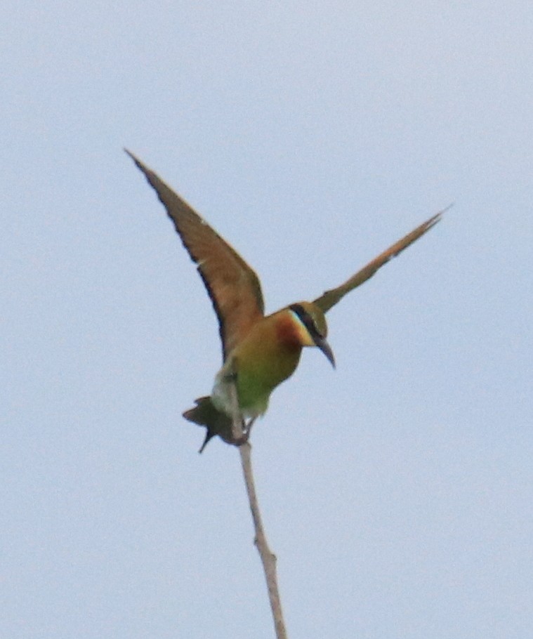 Blue-tailed Bee-eater - ML89719341