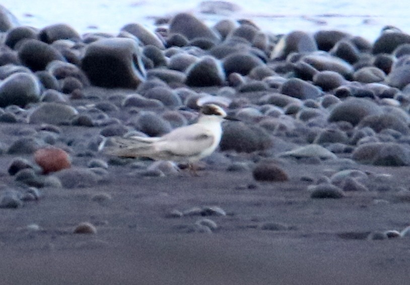 White-winged Tern - ML89720211