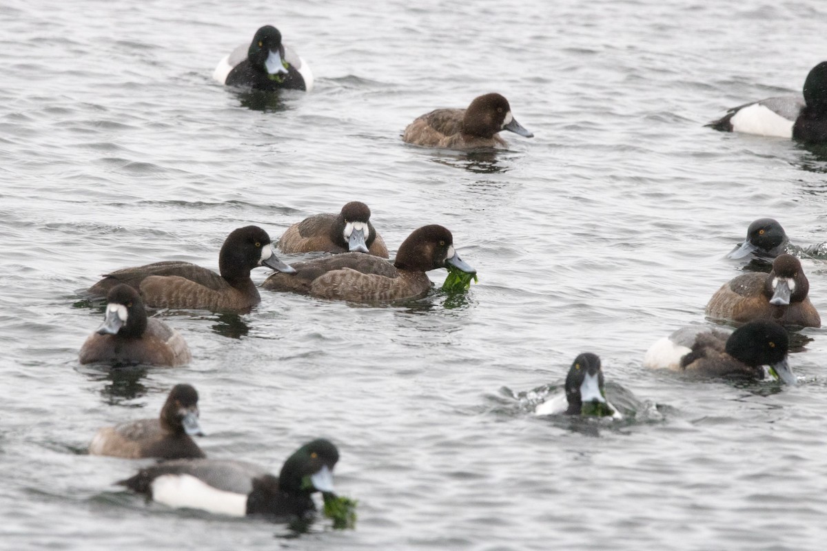Greater Scaup - ML89720431