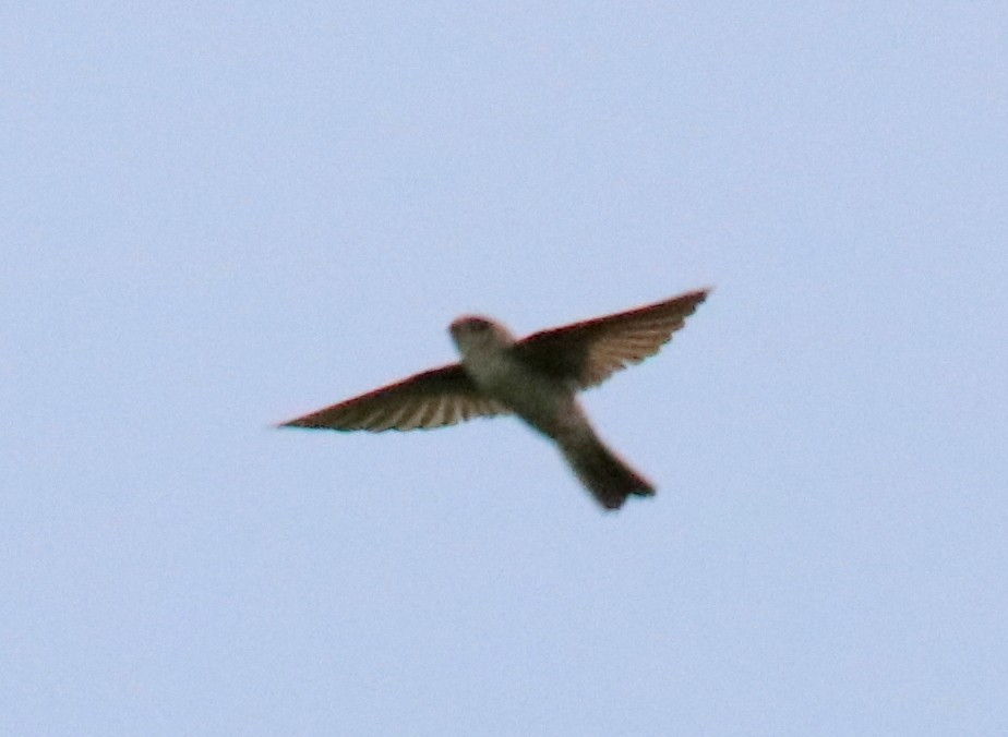 Cave Swiftlet - ML89721451