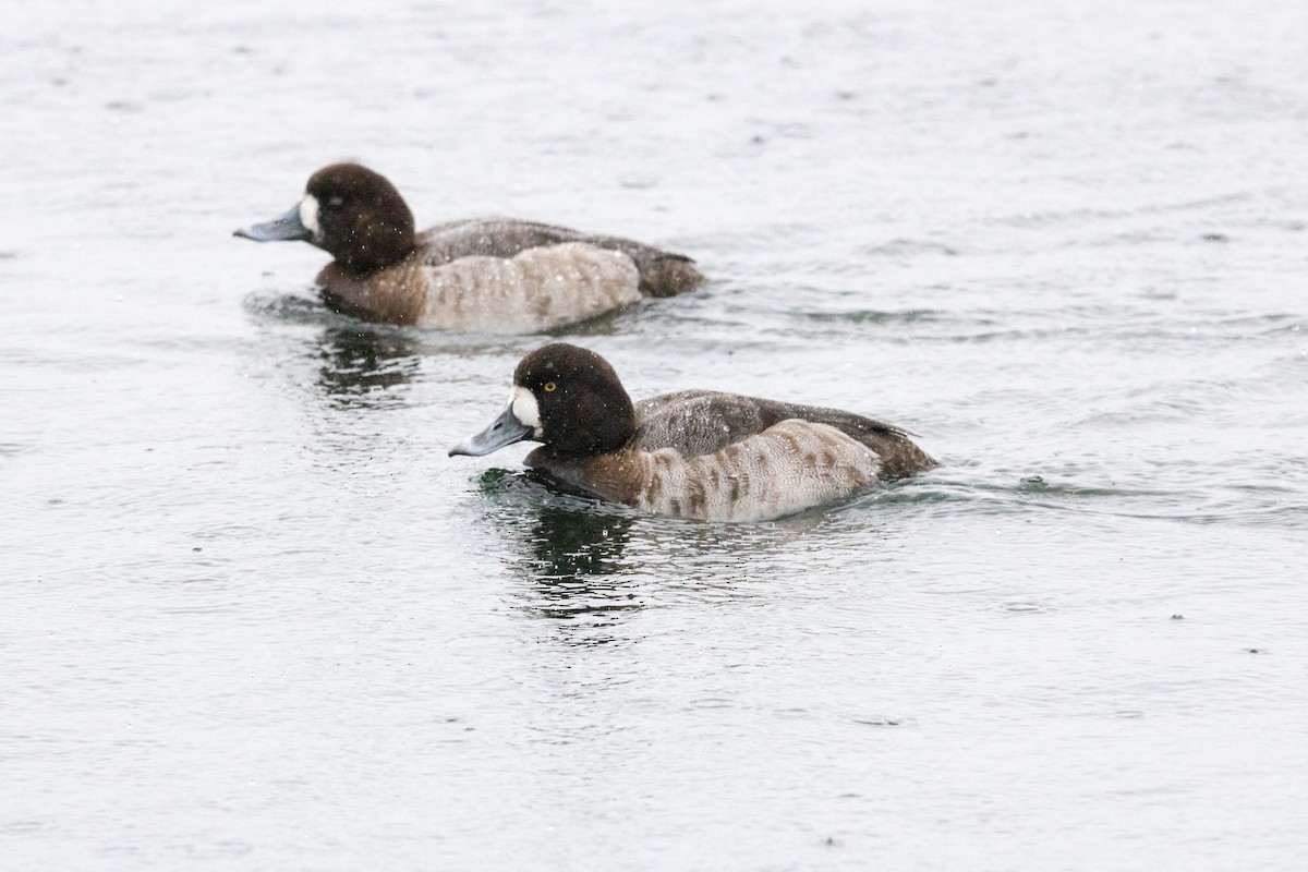 Greater Scaup - ML89721701