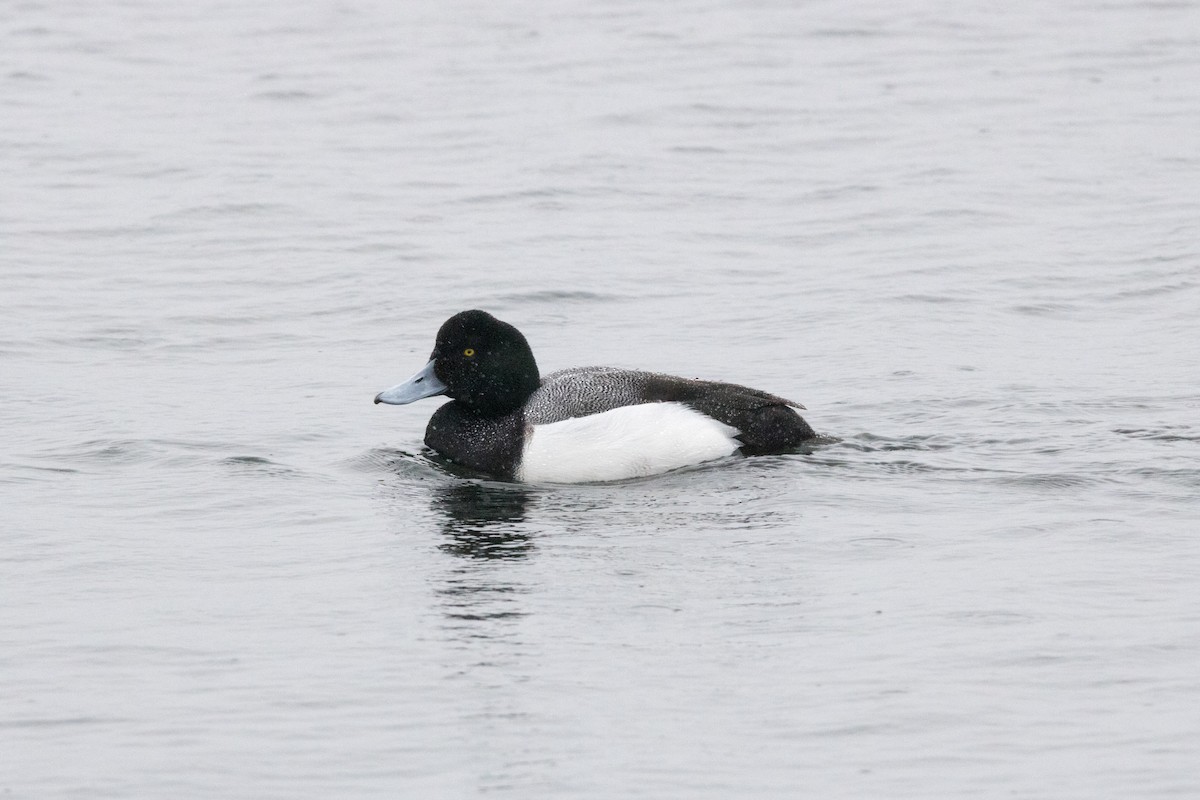 Greater Scaup - ML89721711