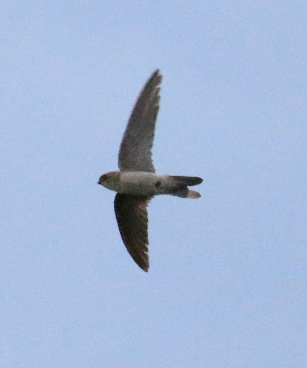 Cave Swiftlet - ML89721741