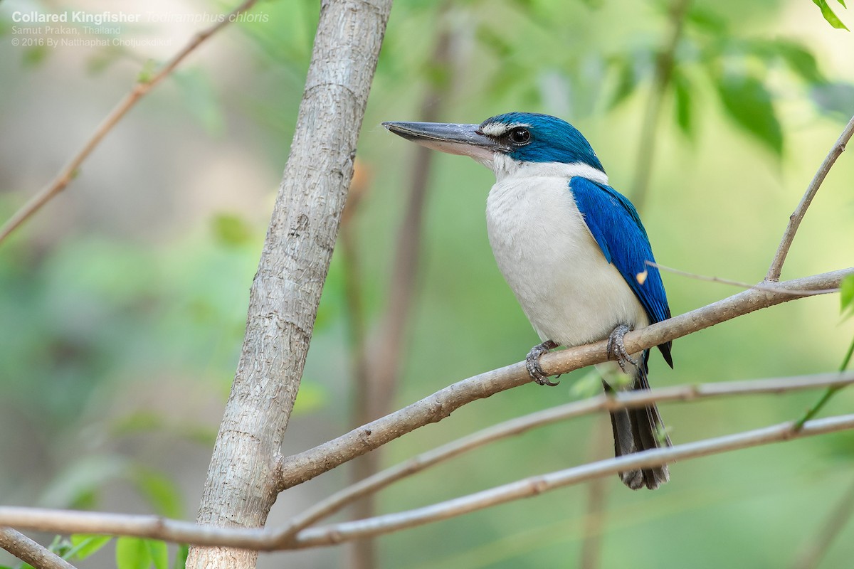Collared Kingfisher (Oriental) - Natthaphat Chotjuckdikul