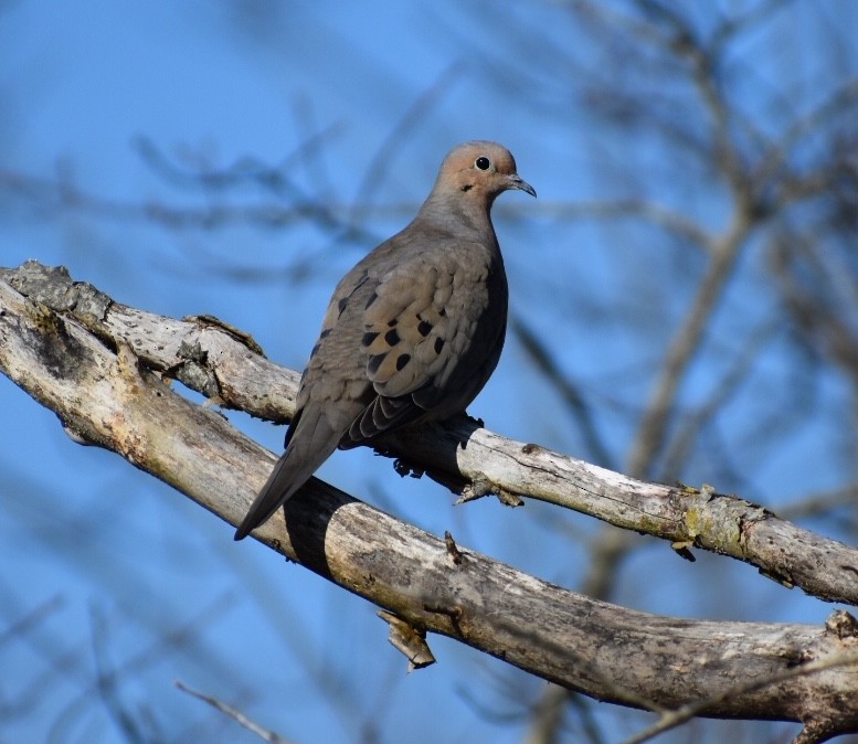 Mourning Dove - Steven Weiss