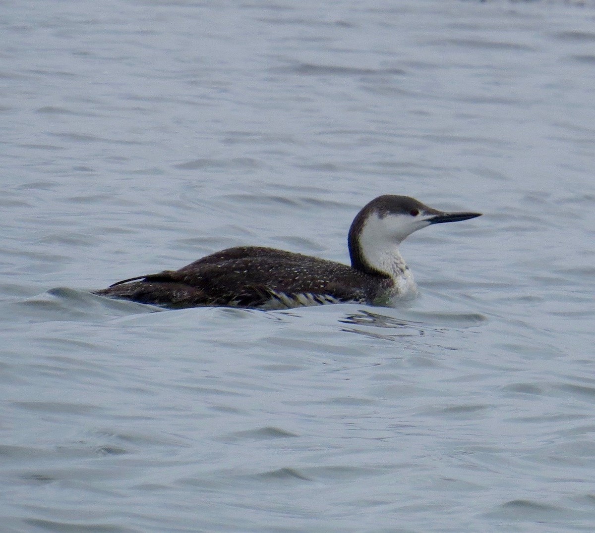 Red-throated Loon - ML89724071