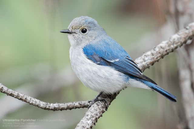 Ultramarine Flycatcher - eBird