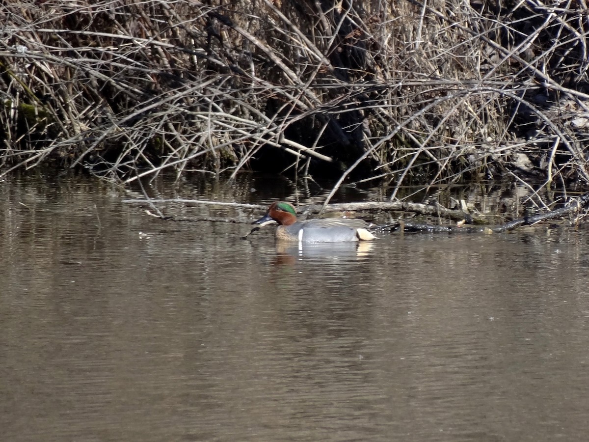 Green-winged Teal - Jeffrey Roth