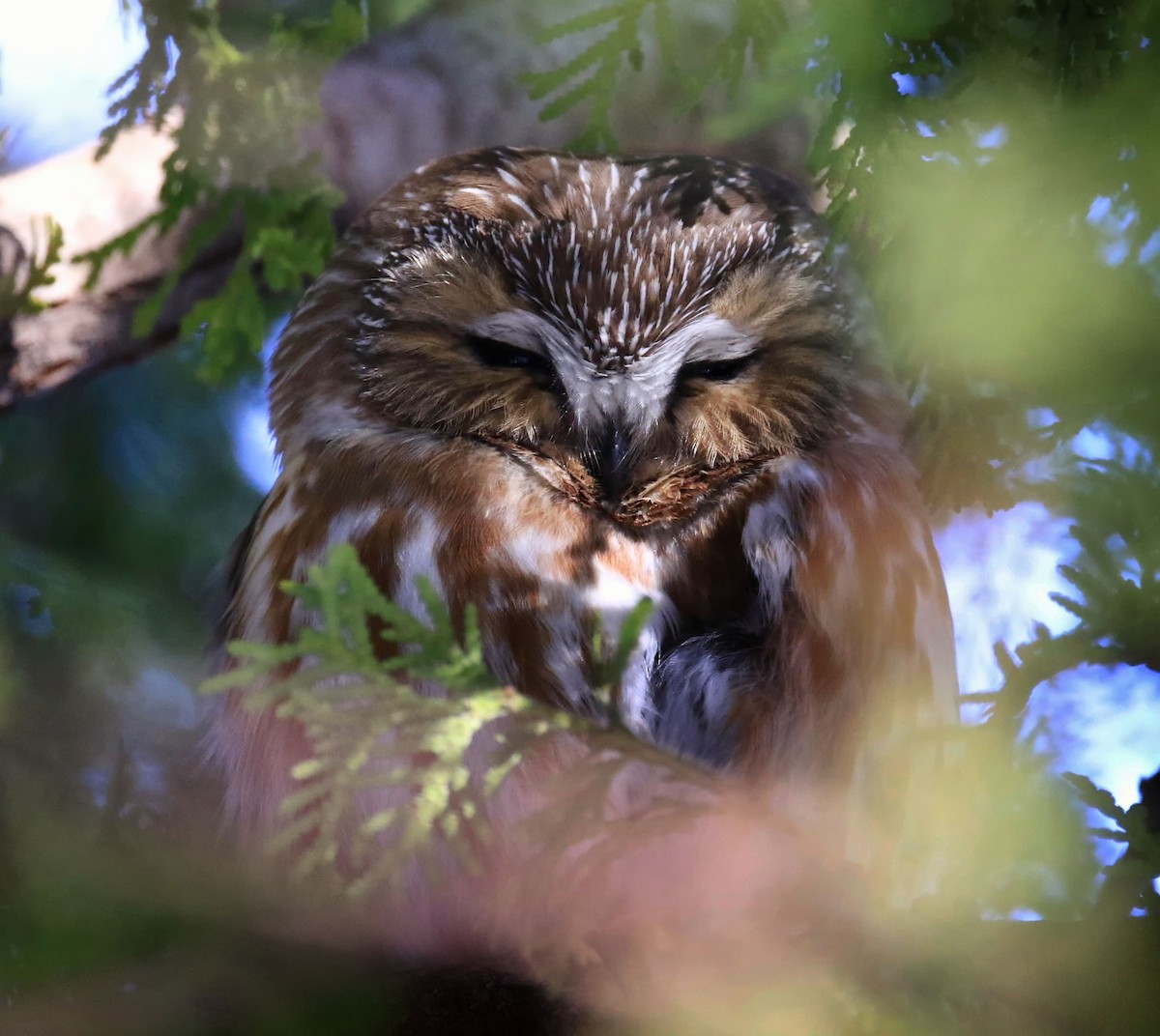 Northern Saw-whet Owl - Denis Tétreault