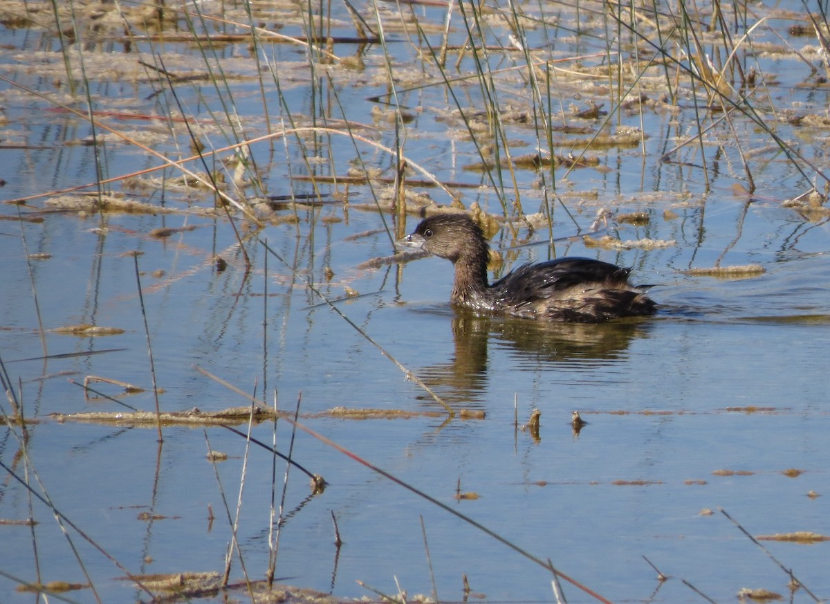 Pied-billed Grebe - Susan Young