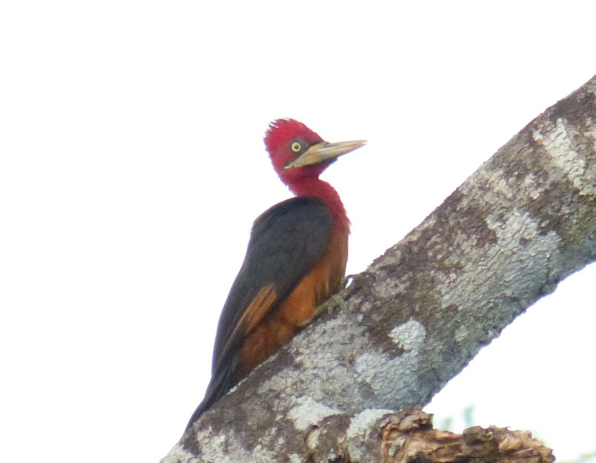 Red-necked Woodpecker - ML89740201