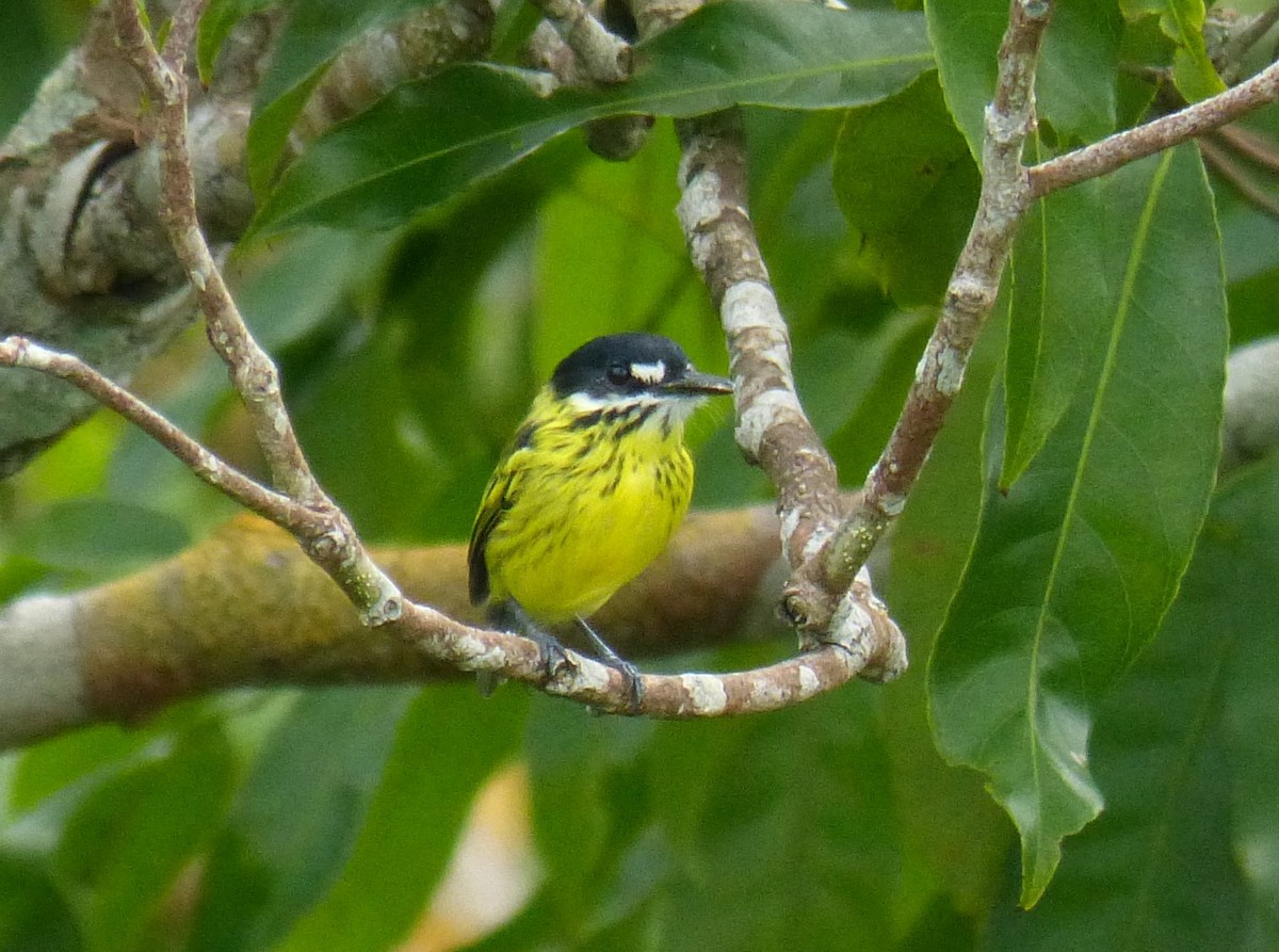 Painted Tody-Flycatcher - ML89740241