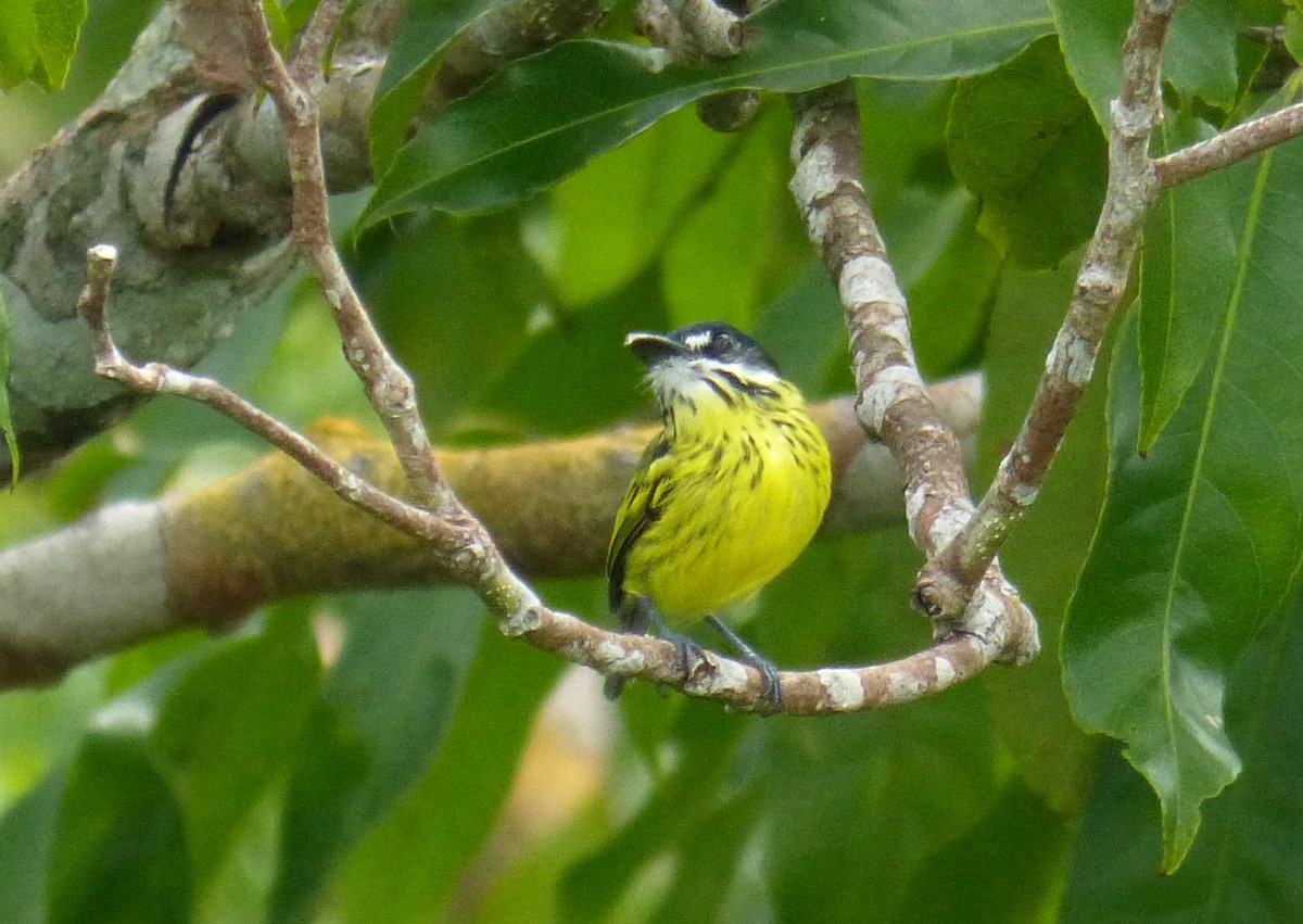 Painted Tody-Flycatcher - ML89740251