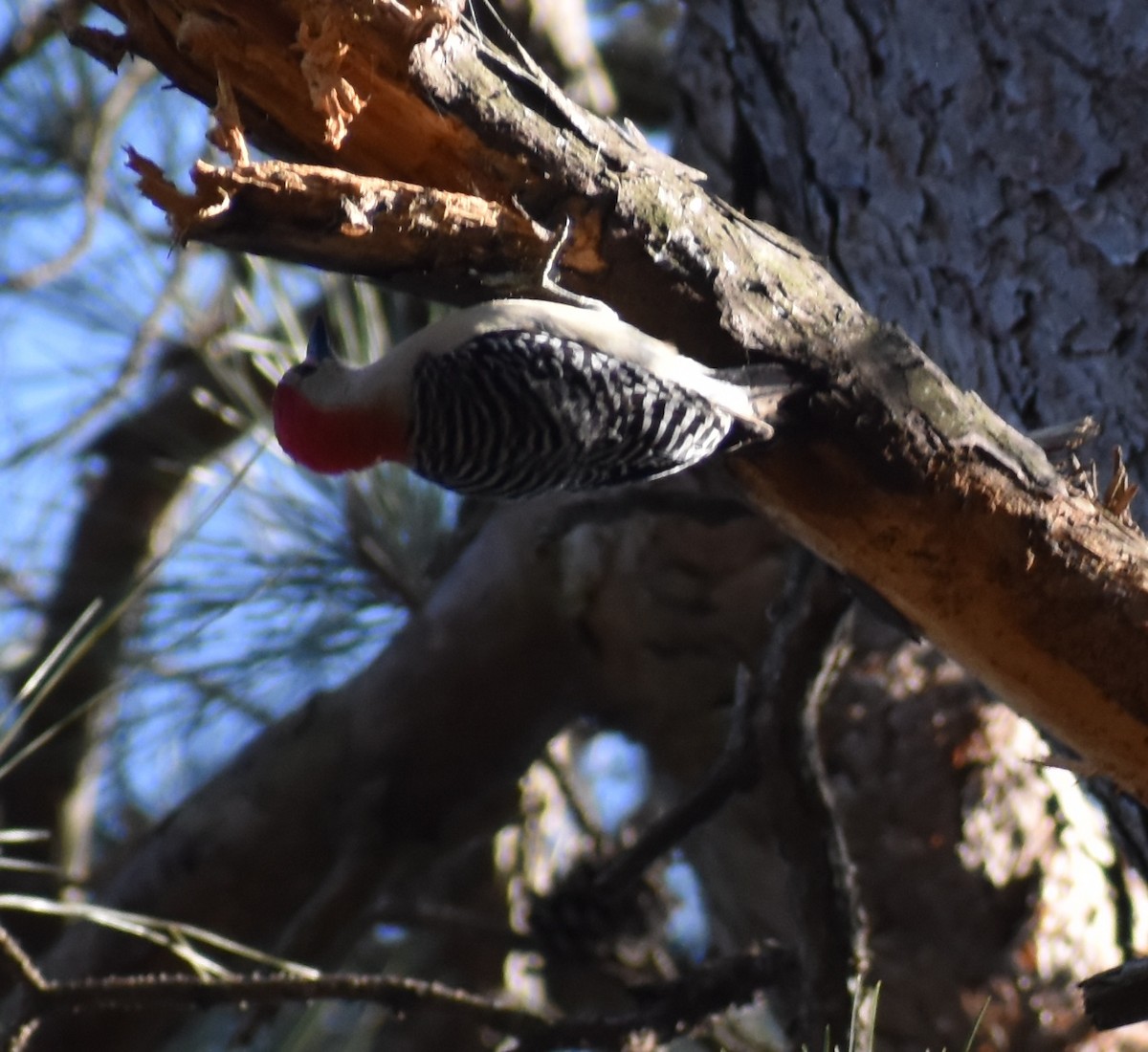 Red-bellied Woodpecker - Lesley Goodman