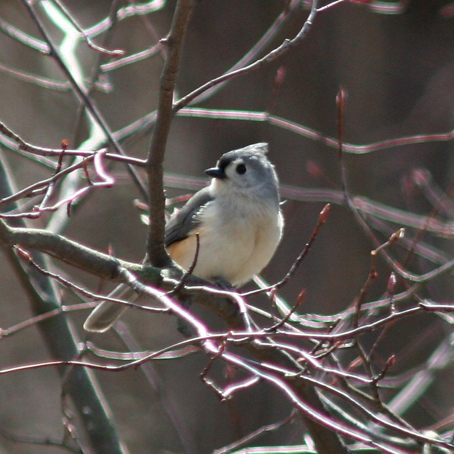 Tufted Titmouse - Sherry Plessner