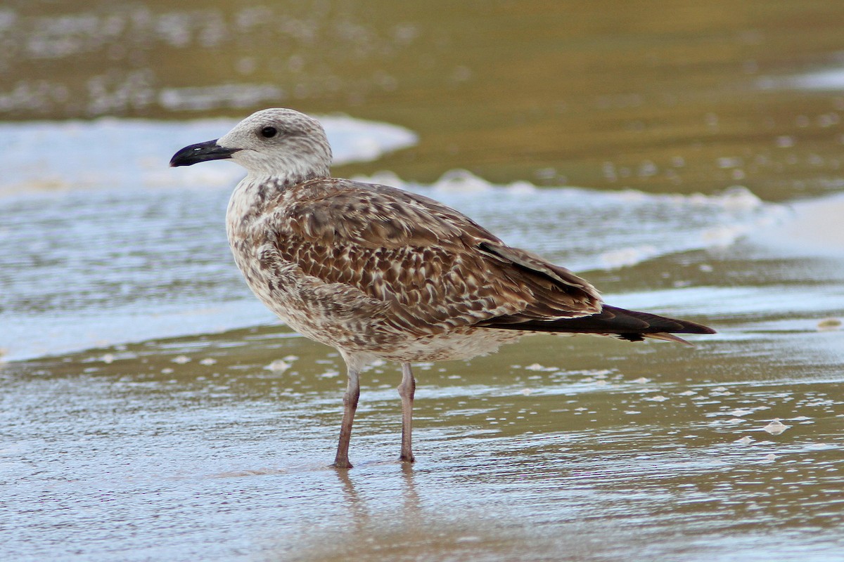 Lesser Black-backed Gull - Dominic Mitchell