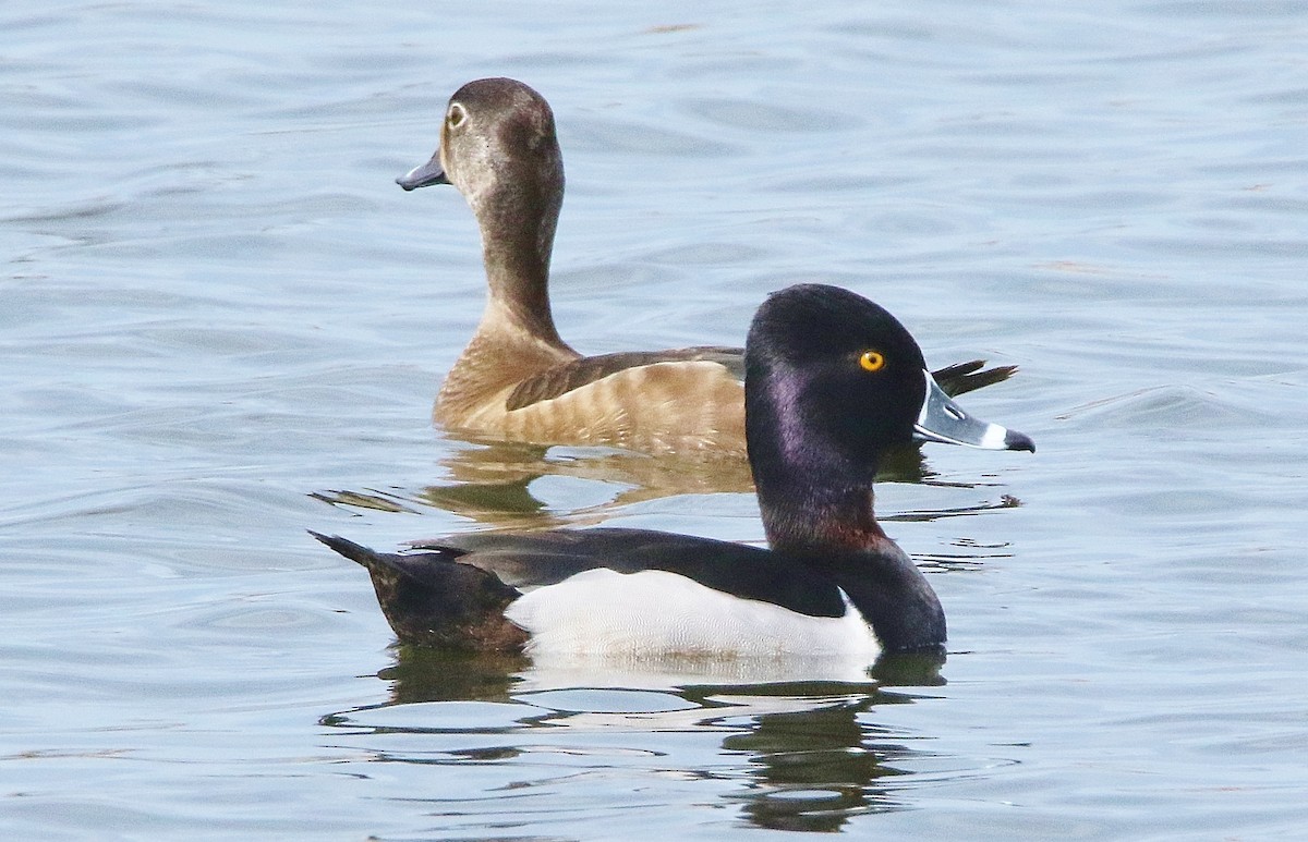 Ring-necked Duck - Glenn Anderson